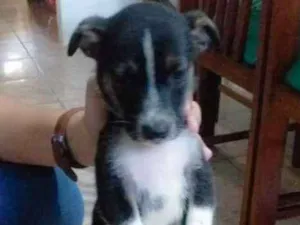 Cachorro raça Sem raça idade Abaixo de 2 meses nome Dogs, machos e fêmea