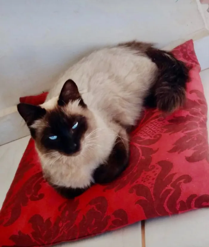 Gato ra a Ragdoll idade 7 a 11 meses nome Cristal 