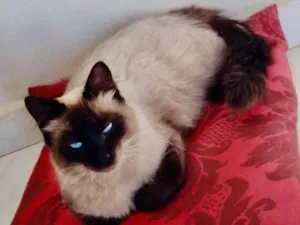 Gato raça Ragdoll idade 7 a 11 meses nome Cristal 