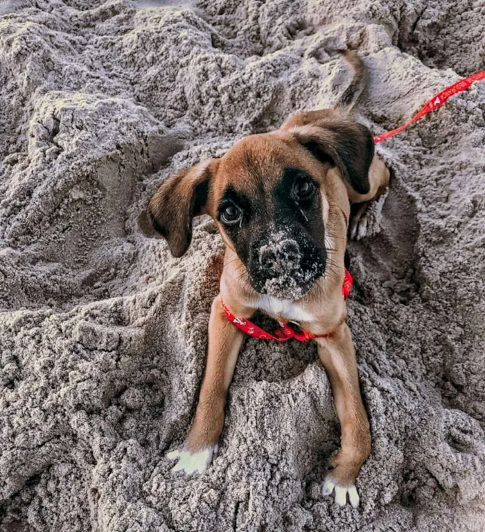 Cachorro ra a Cruza com boxer idade 2 a 6 meses nome Frida Khalo