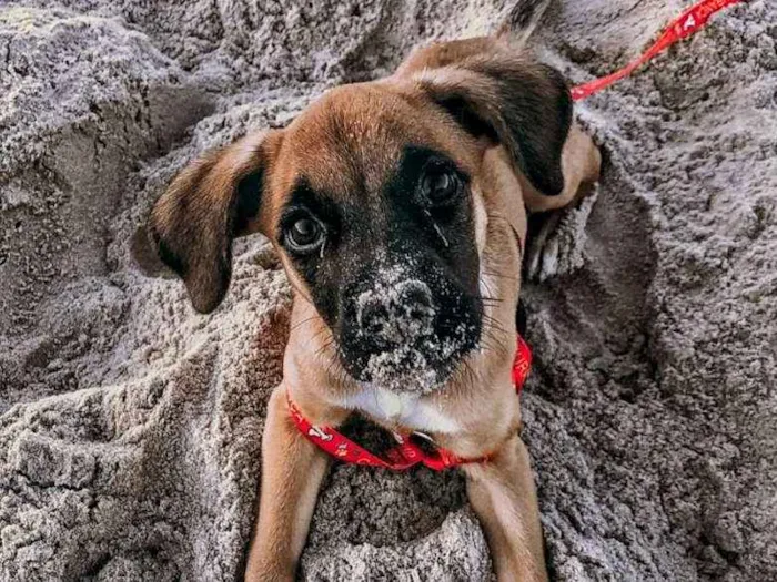 Cachorro ra a Cruza com boxer idade 2 a 6 meses nome Frida Khalo