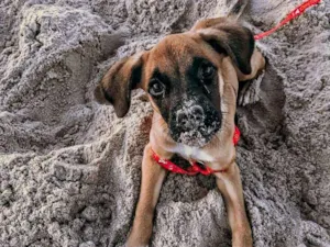 Cachorro raça Cruza com boxer idade 2 a 6 meses nome Frida Khalo