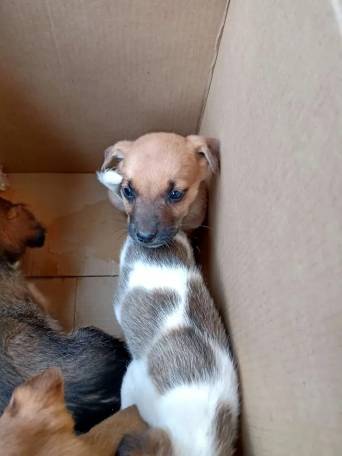 Cachorro ra a Sem raça definida idade Abaixo de 2 meses nome Sem nome