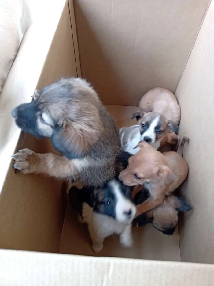 Cachorro ra a Sem raça definida idade Abaixo de 2 meses nome Sem nome