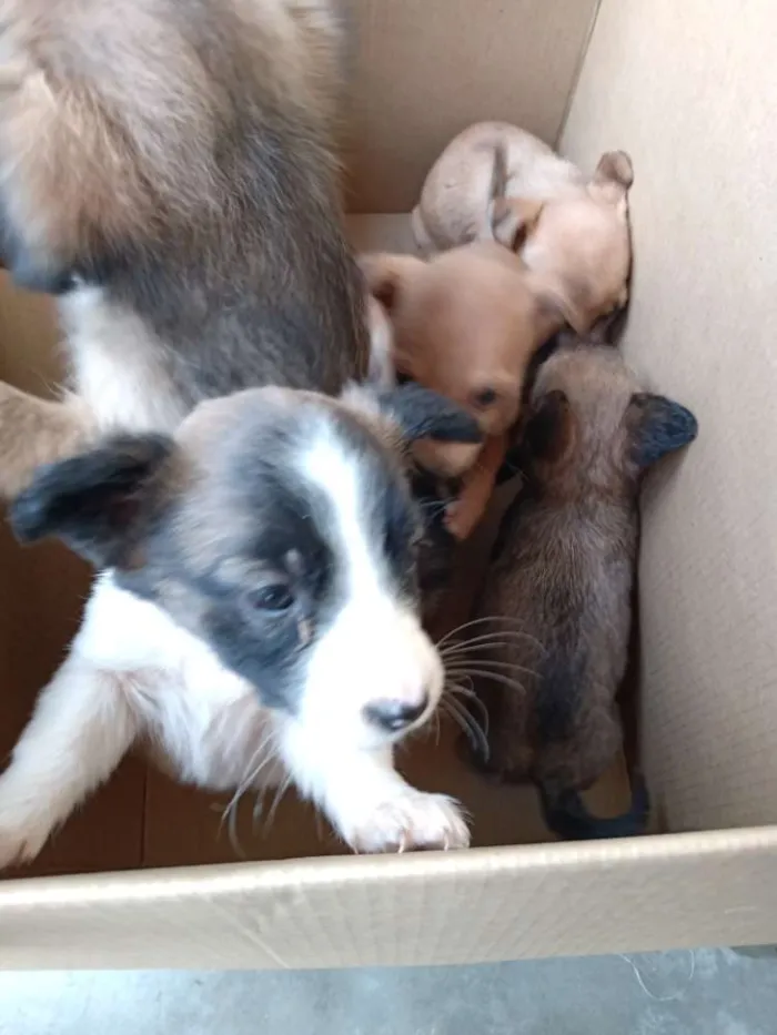 Cachorro ra a Sem raça definida idade Abaixo de 2 meses nome Sem nome