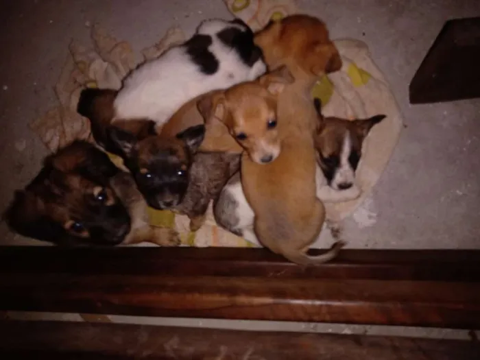 Cachorro ra a Sem raça definida idade Abaixo de 2 meses nome Sem nome
