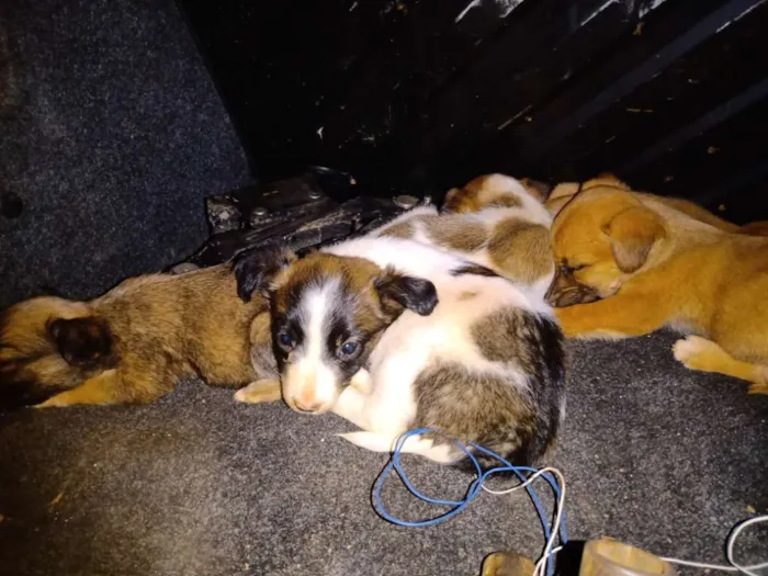 Cachorro ra a Sem raça definida idade Abaixo de 2 meses nome Sem nome