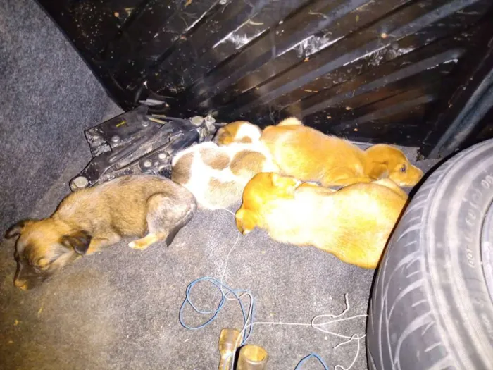 Cachorro ra a Sem raça definida idade Abaixo de 2 meses nome Sem nome