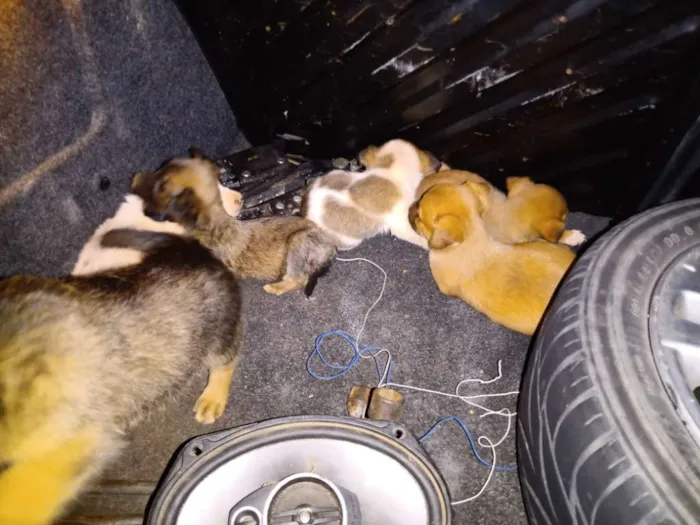 Cachorro ra a Sem raça definida idade Abaixo de 2 meses nome Sem nome