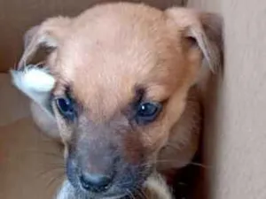 Cachorro raça Sem raça definida idade Abaixo de 2 meses nome Sem nome