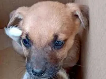 Cachorro ra a Sem raça definida idade Abaixo de 2 meses nome Sem nome