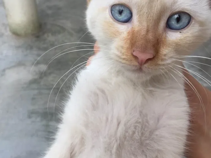 Gato raça Sem raça definida idade 2 a 6 meses nome (ainda não tem nome)