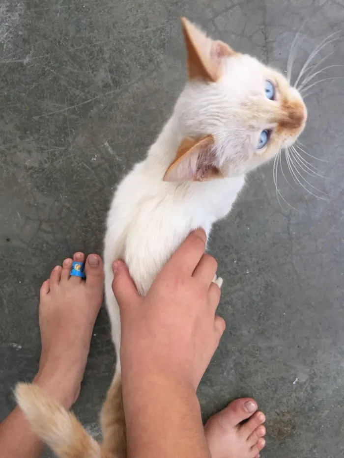 Gato raça Sem raça definida idade 2 a 6 meses nome (ainda não tem nome)