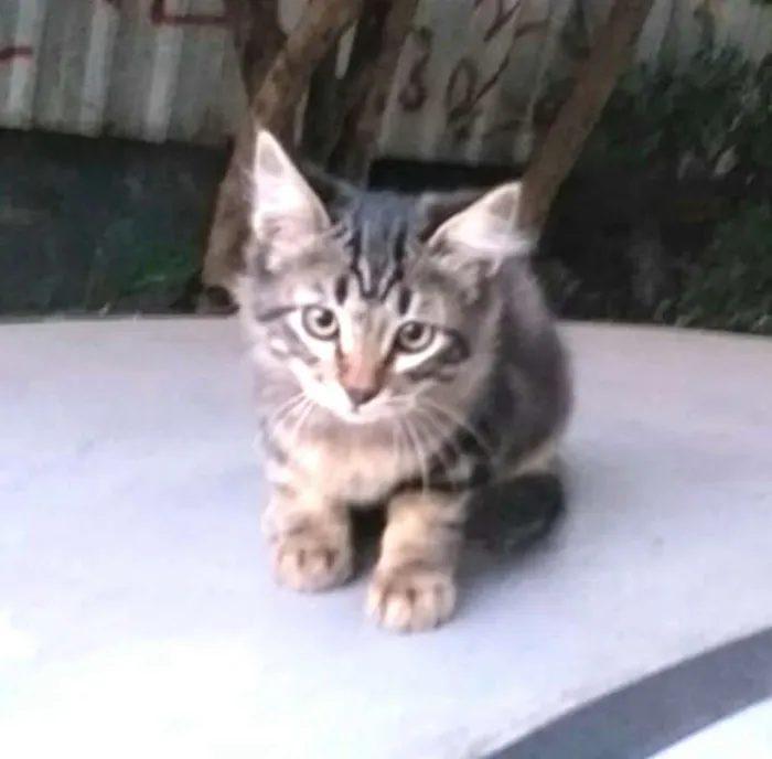 Gato ra a  idade 2 a 6 meses nome Filhotes 