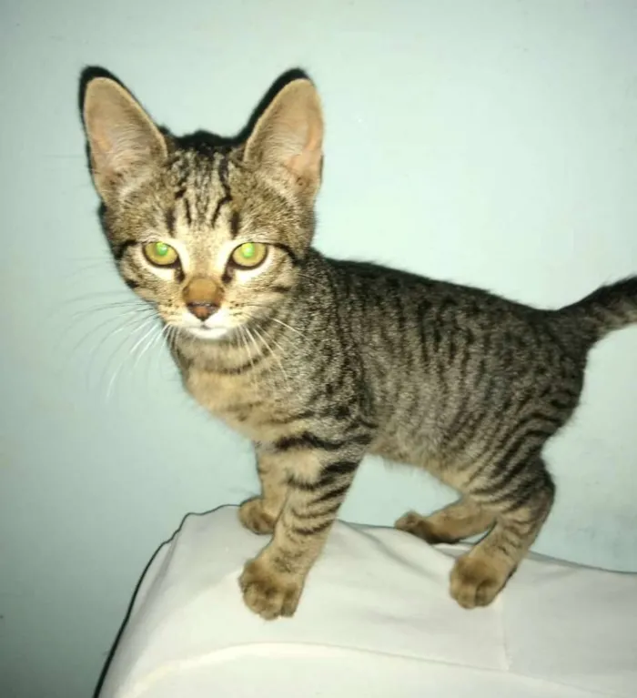 Gato ra a  idade 2 a 6 meses nome Filhotes 