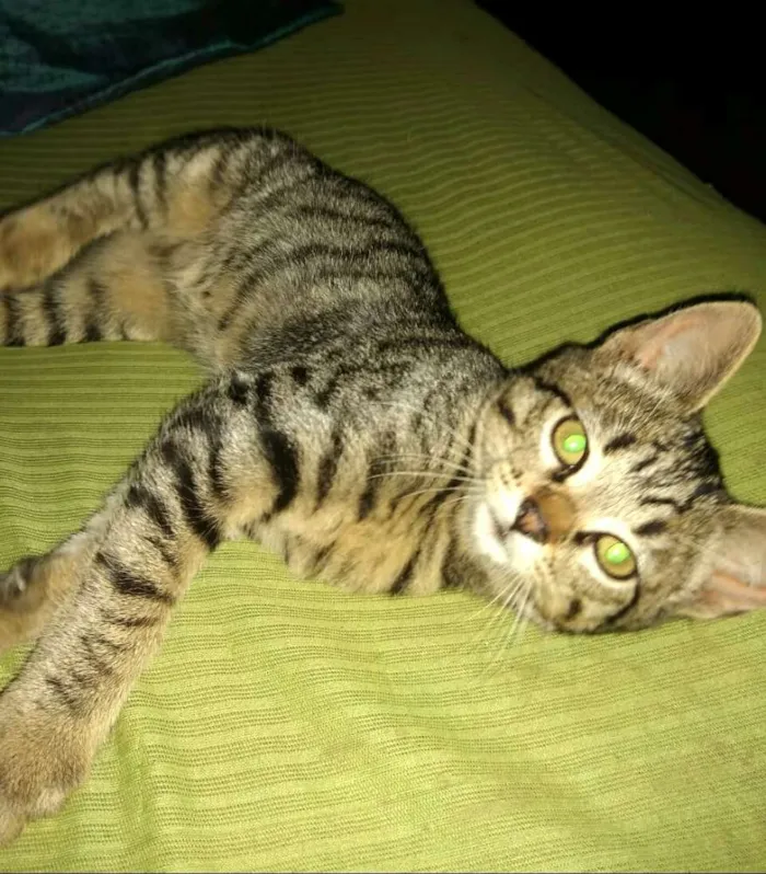 Gato ra a  idade 2 a 6 meses nome Filhotes 