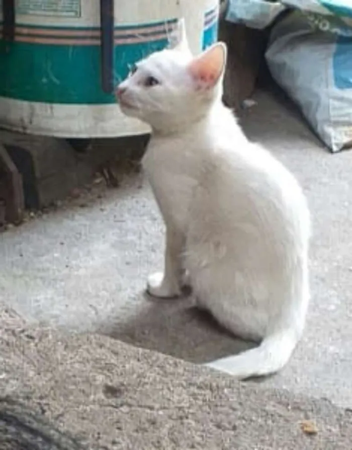 Gato ra a  idade 2 a 6 meses nome Filhotes 