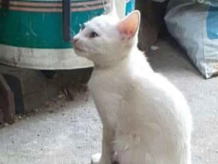 Gato ra a  idade 2 a 6 meses nome Filhotes 