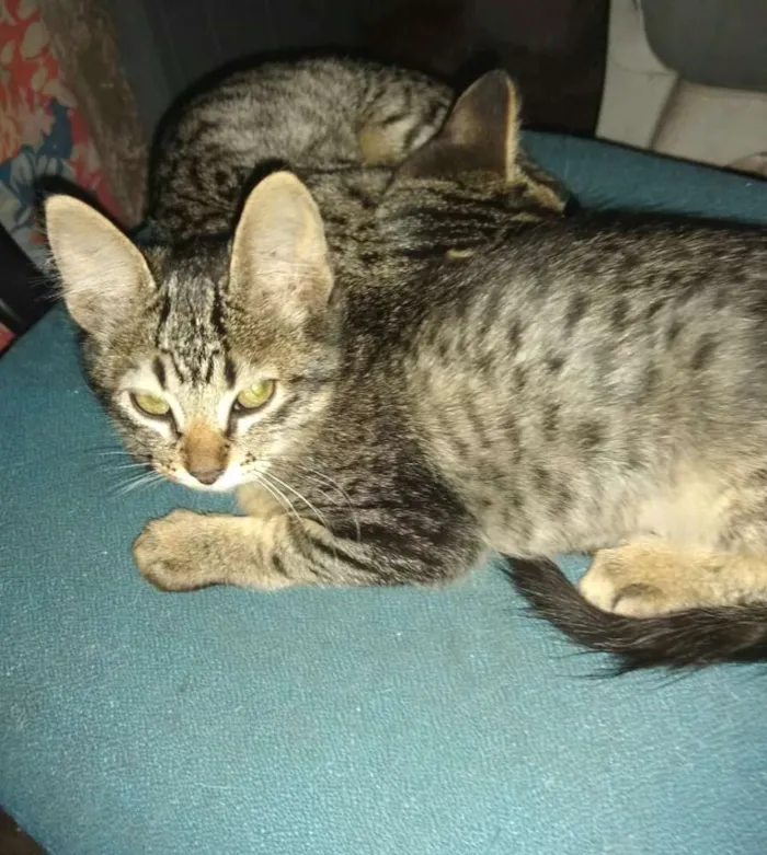 Gato ra a  idade 2 a 6 meses nome Filhotes 