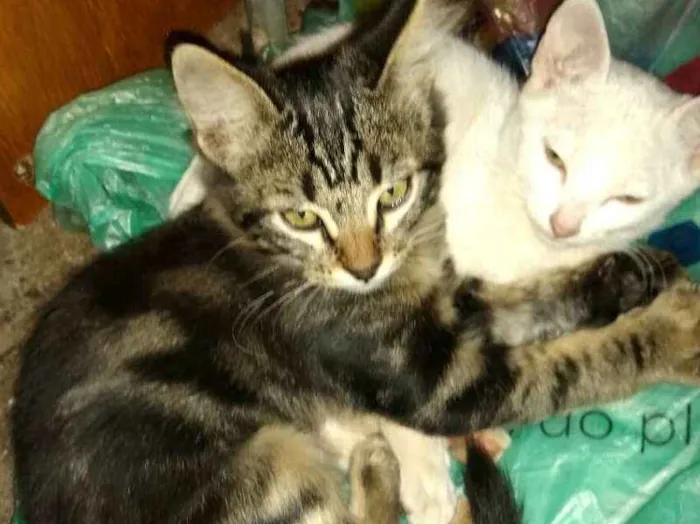 Gato ra a  idade 2 a 6 meses nome Filhotes 