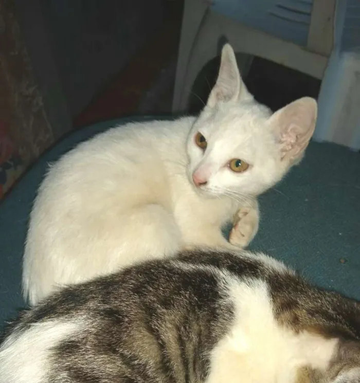 Gato ra a  idade 2 a 6 meses nome Filhotes 