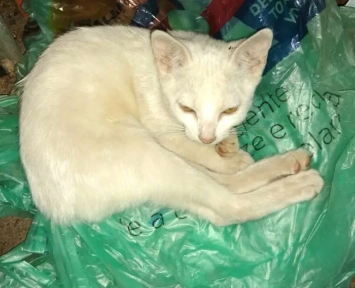 Gato ra a  idade 2 a 6 meses nome Filhotes 