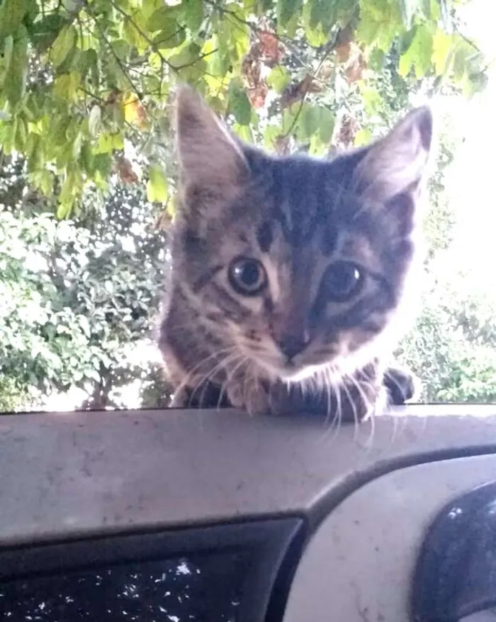 Gato ra a  idade 2 a 6 meses nome Filhotes 