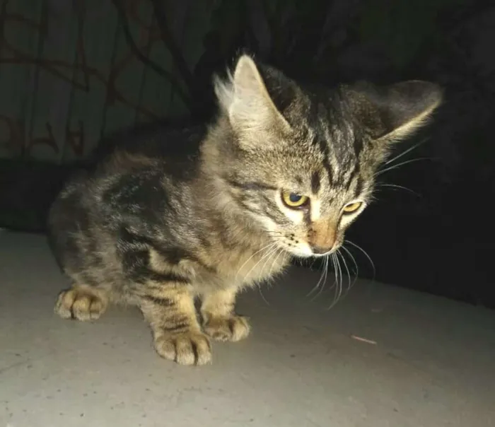 Gato ra a  idade 2 a 6 meses nome Filhotes 