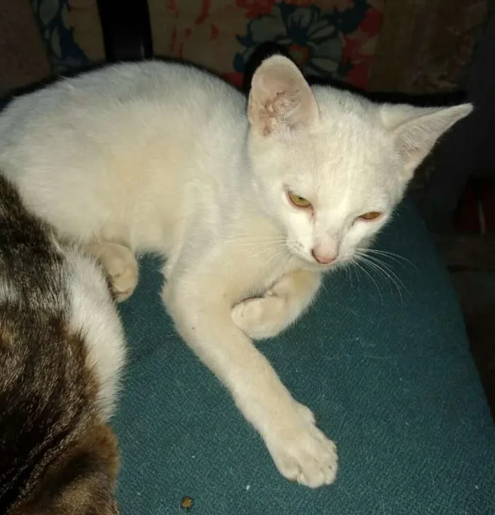 Gato ra a  idade 2 a 6 meses nome Filhotes 