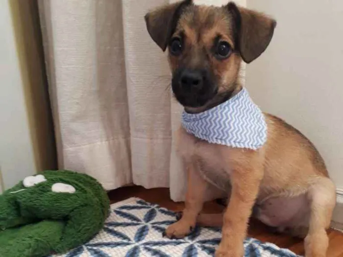 Cachorro ra a SRD idade 2 a 6 meses nome Chicó 