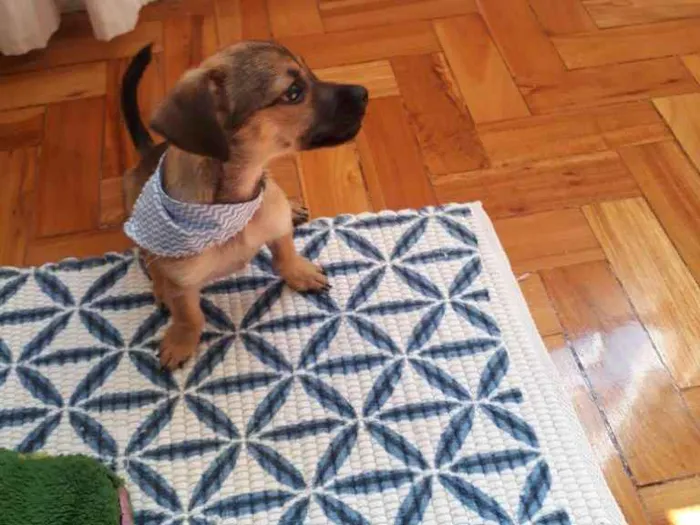 Cachorro ra a SRD idade 2 a 6 meses nome Chicó 