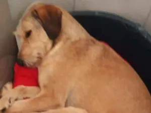 Cachorro raça Srd idade 2 anos nome Mel 