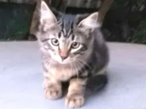 Gato raça  idade 2 a 6 meses nome Filhotes 