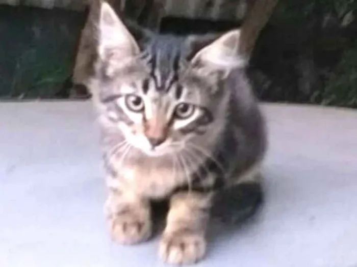 Gato ra a  idade 2 a 6 meses nome Filhotes 