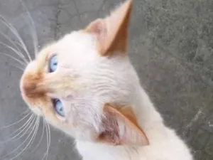 Gato raça Sem raça definida idade 2 a 6 meses nome (ainda não tem nome)