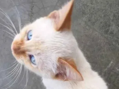 Gato raça Sem raça definida idade 2 a 6 meses nome (ainda não tem nome)