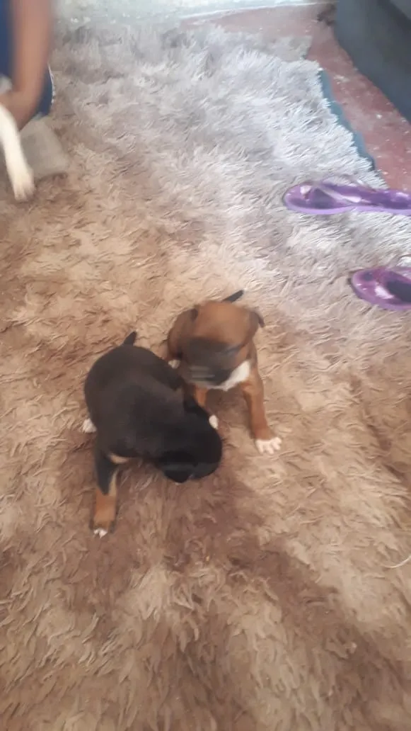 Cachorro ra a Sem definicao idade 2 a 6 meses nome  Bolinha