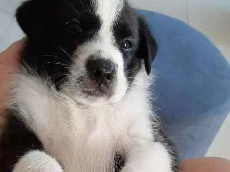 Cachorro raça Mestico idade Abaixo de 2 meses nome Sem nome