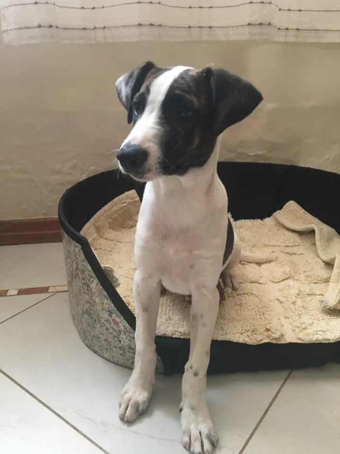 Cachorro ra a Vira Lata idade 2 a 6 meses nome Max