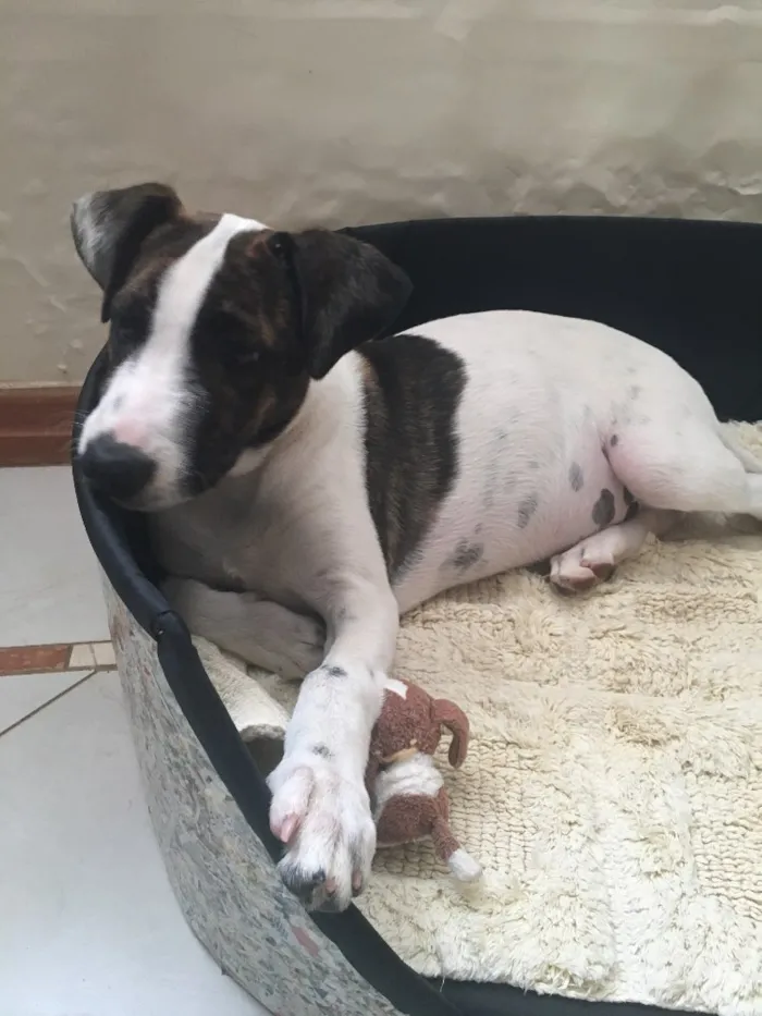 Cachorro ra a Vira Lata idade 2 a 6 meses nome Max