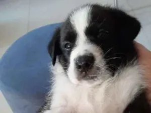 Cachorro raça Mestico idade Abaixo de 2 meses nome Sem nome