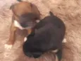  Bolinha