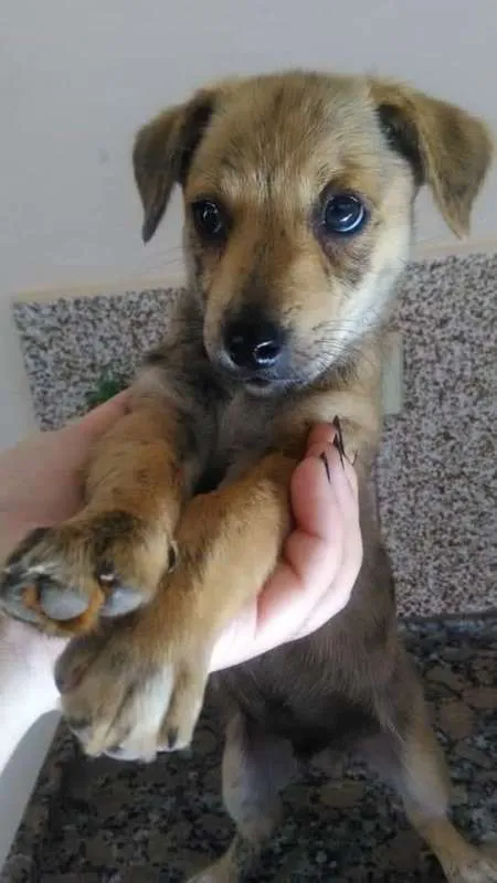 Cachorro ra a vira-lata idade Abaixo de 2 meses nome Boby