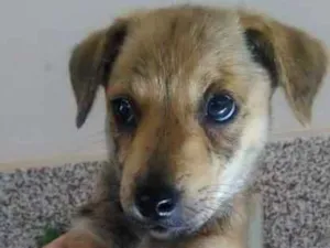 Cachorro raça vira-lata idade Abaixo de 2 meses nome Boby