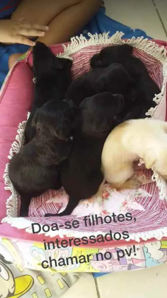 Cachorro ra a Vira-lata  idade Abaixo de 2 meses nome Filhotes 