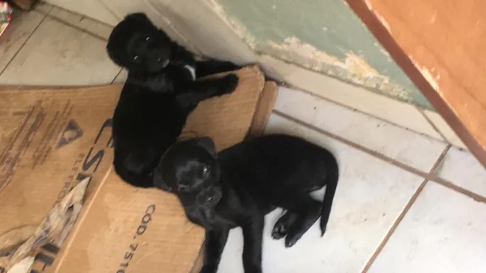 Cachorro ra a Vira-lata  idade Abaixo de 2 meses nome Filhotes 