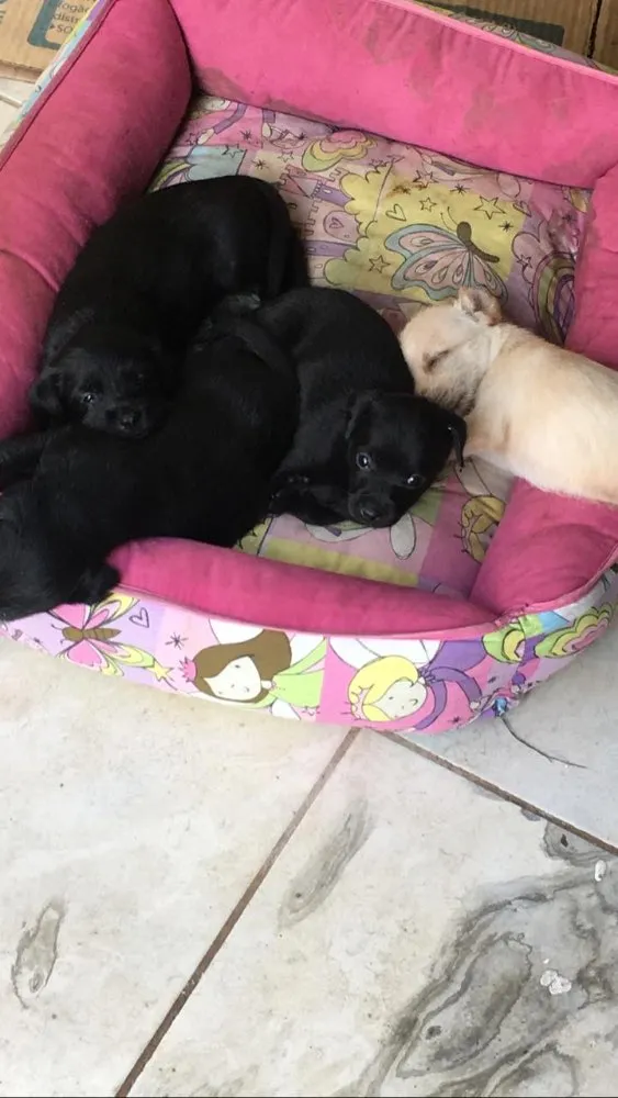 Cachorro ra a Vira-lata  idade Abaixo de 2 meses nome Filhotes 