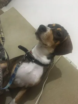 Cachorro raça Místiça BEAGLE  idade 7 a 11 meses nome PANDORA