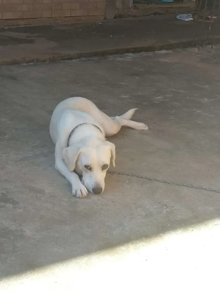 Cachorro ra a Mista viralata com labrador  idade 2 anos nome Branquinha