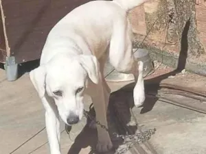 Cachorro raça Mista viralata com labrador  idade 2 anos nome Branquinha